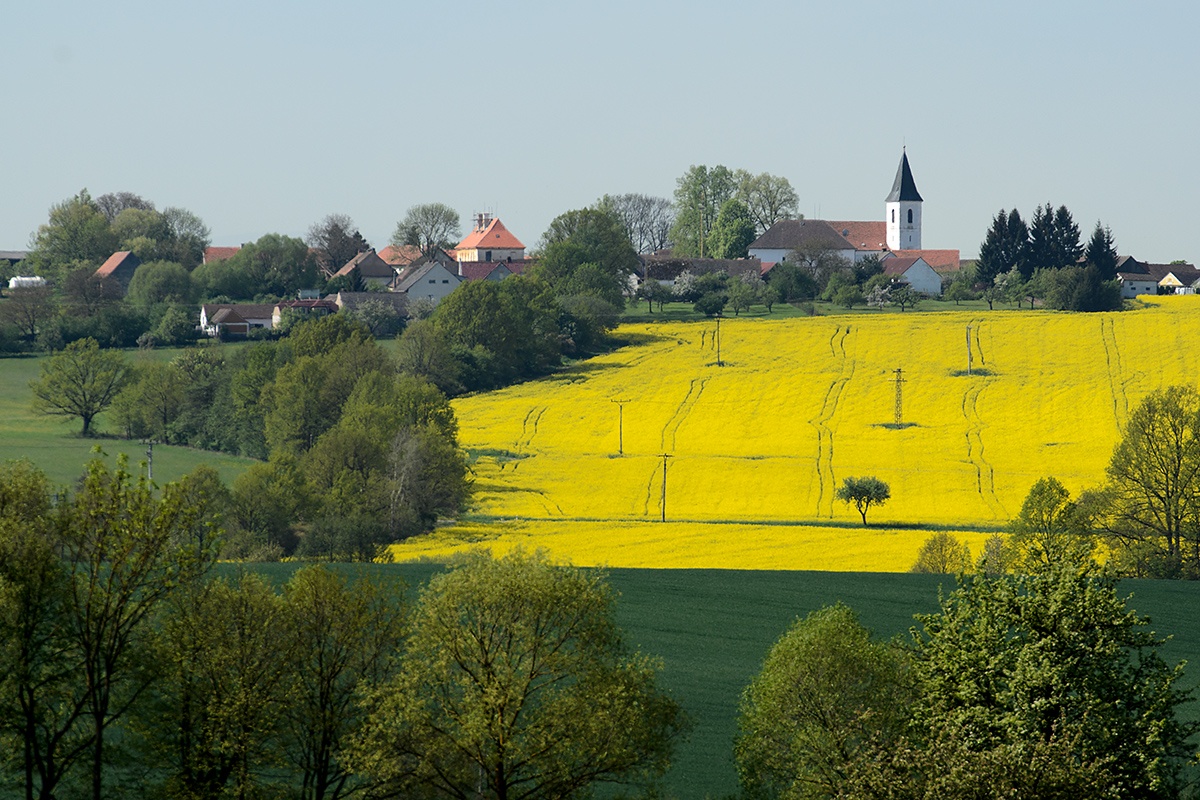 Řepka olejka (Brassica napus) 