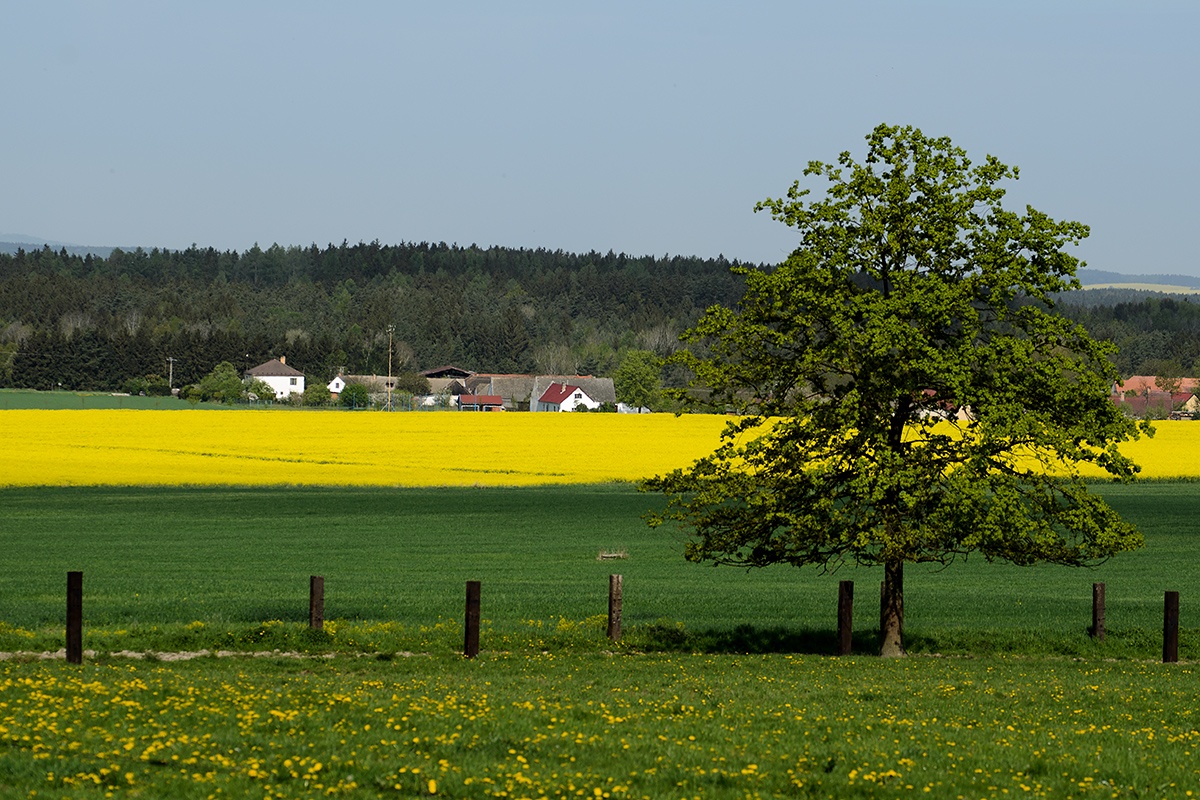 Řepka olejka (Brassica napus) 