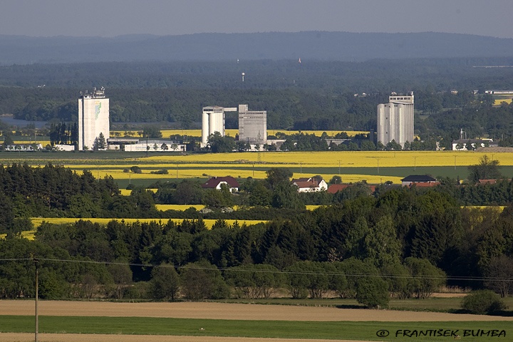 Řepka olejka (Brassica napus) 