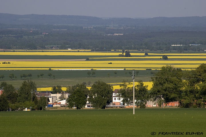 Řepka olejka (Brassica napus) 