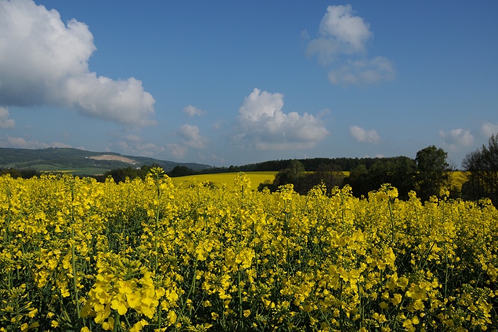 Řepka olejka (Brassica napus) 