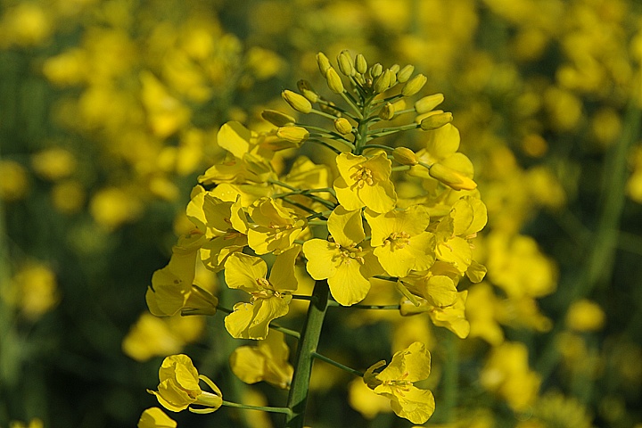 Řepka olejka (Brassica napus) 