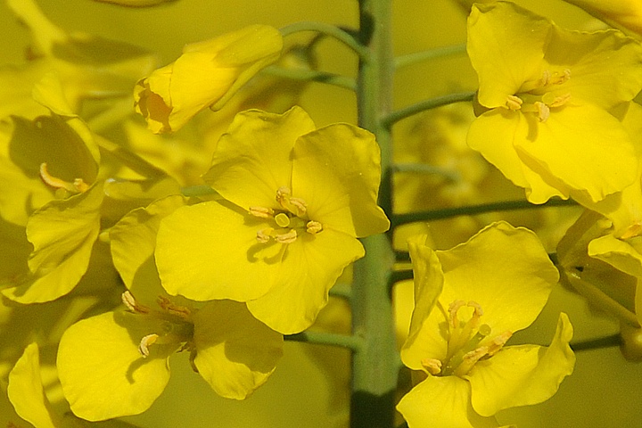 Řepka olejka (Brassica napus) 