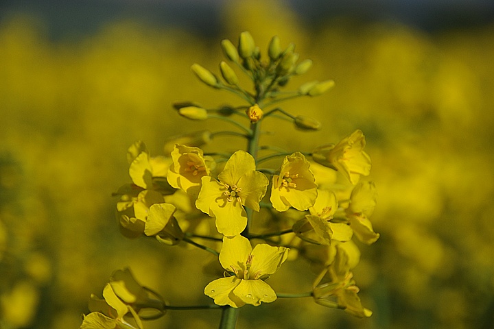 Řepka olejka (Brassica napus) 