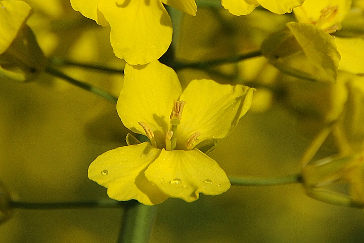 Řepka olejka (Brassica napus) 