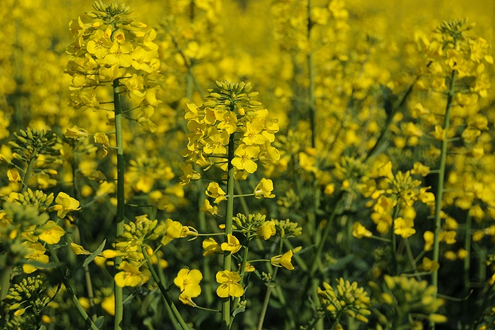 Řepka olejka (Brassica napus) 