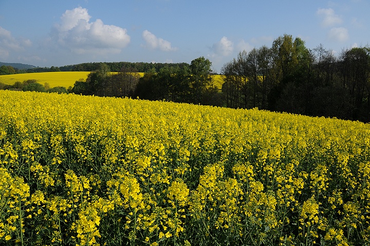 Řepka olejka (Brassica napus) 