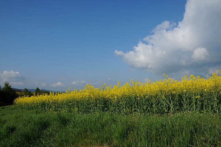 Řepka olejka (Brassica napus) 