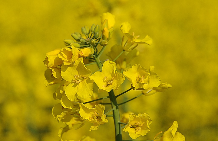 Řepka olejka (Brassica napus) 