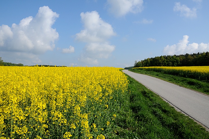 Řepka olejka (Brassica napus) 