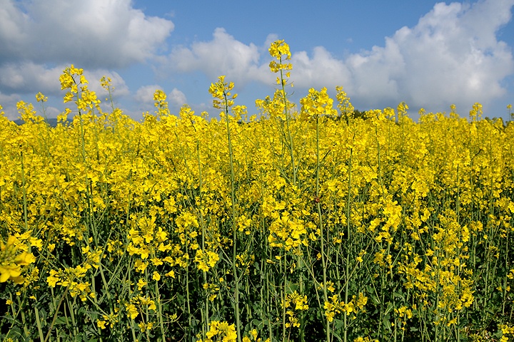 Řepka olejka (Brassica napus) 