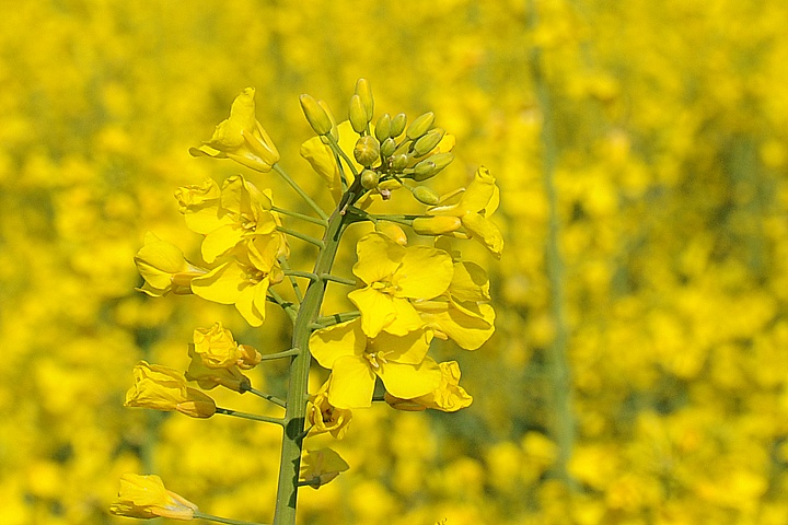 Řepka olejka (Brassica napus) 