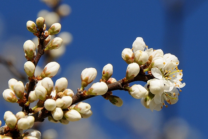 Trnka obecná (Prunus spinosa)