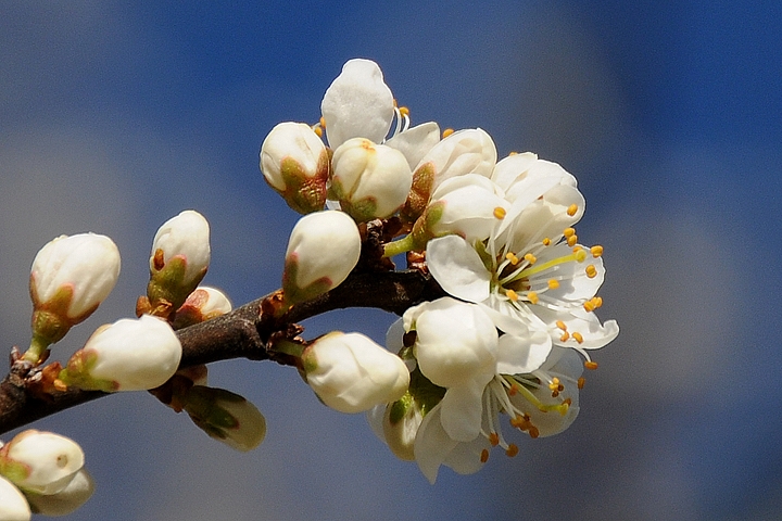 Trnka obecná (Prunus spinosa)