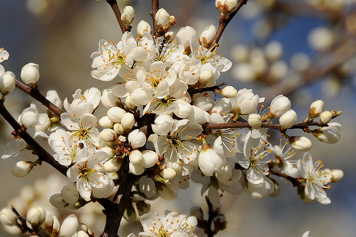 Trnka obecná (Prunus spinosa)