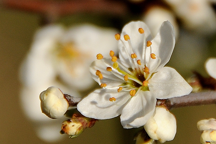 Trnka obecná (Prunus spinosa)