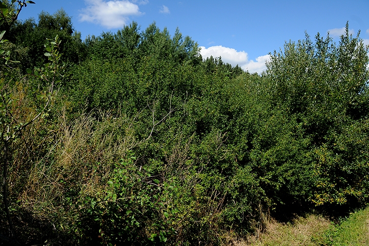 Trnka obecná (Prunus spinosa)