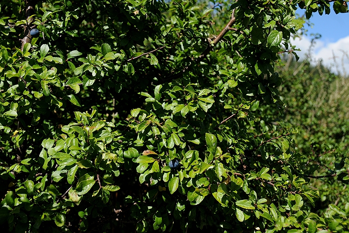 Trnka obecná (Prunus spinosa)