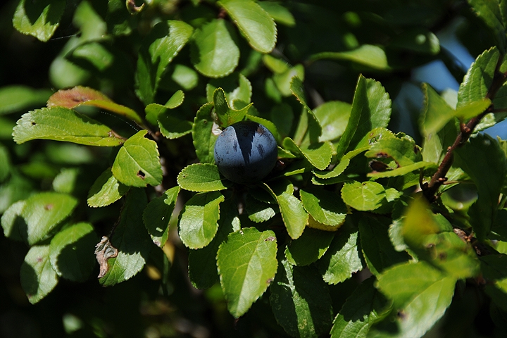 Trnka obecná (Prunus spinosa)
