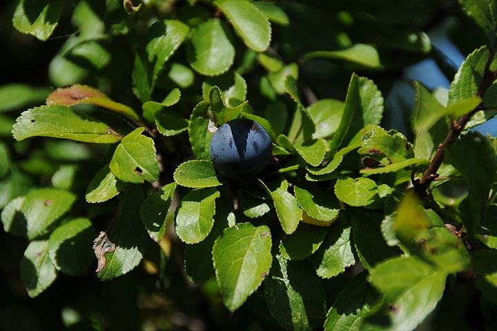 Trnka obecná (Prunus spinosa)