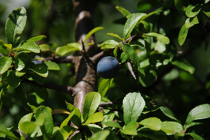 Trnka obecná (Prunus spinosa)