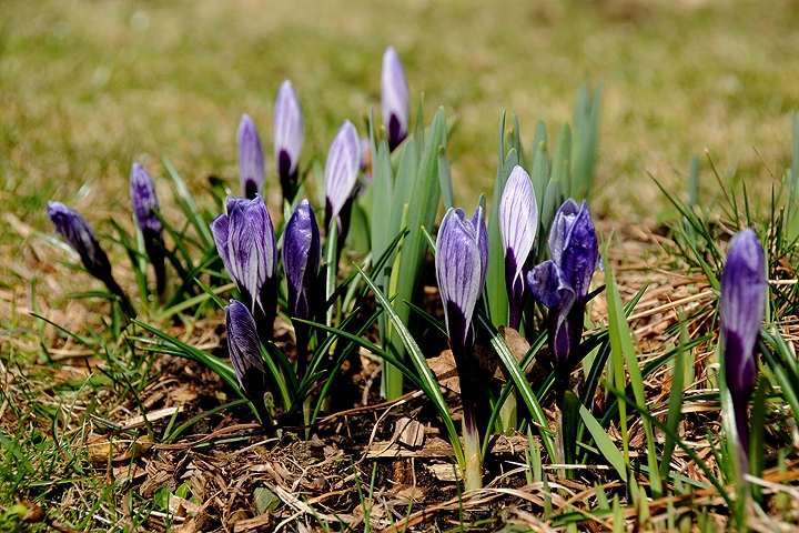 Šafrán jarní (Crocus vernus)