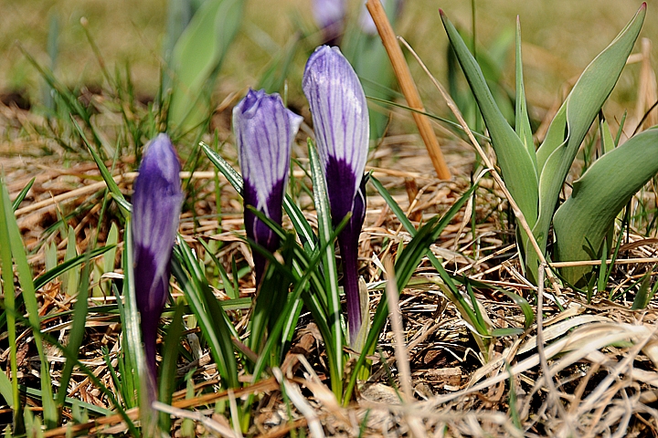 Šafrán jarní (Crocus vernus)