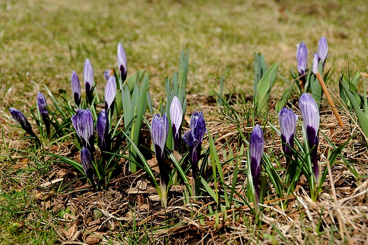 Šafrán jarní (Crocus vernus)