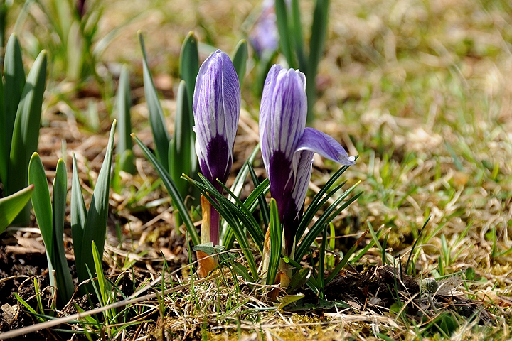 Šafrán jarní (Crocus vernus)