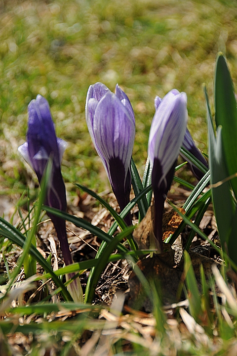 Šafrán jarní (Crocus vernus)