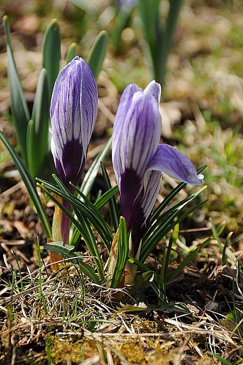 Šafrán jarní (Crocus vernus)