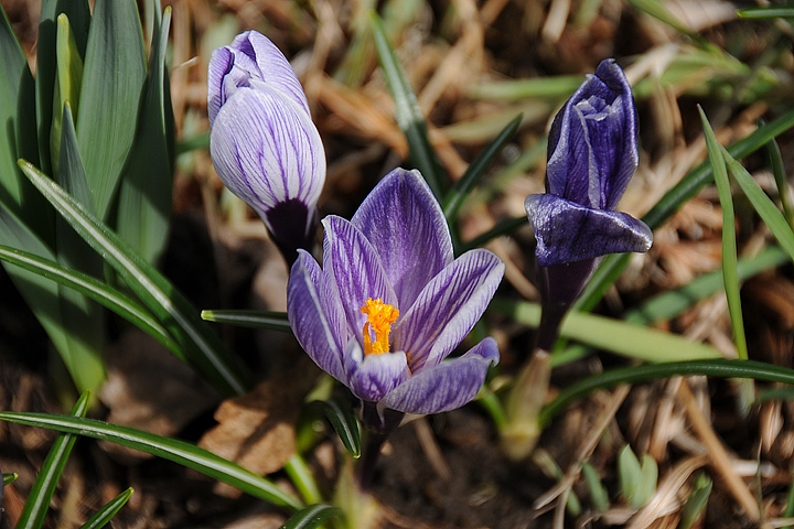 Šafrán jarní (Crocus vernus)