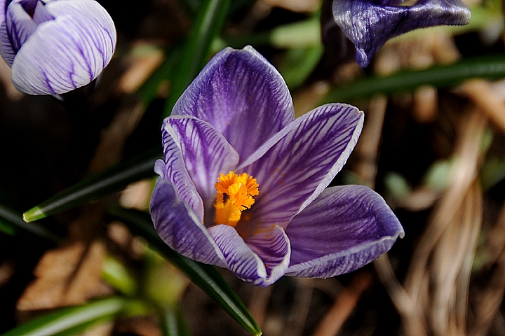 Šafrán jarní (Crocus vernus)