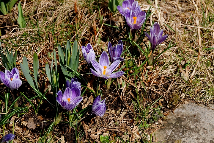 Šafrán jarní (Crocus vernus)