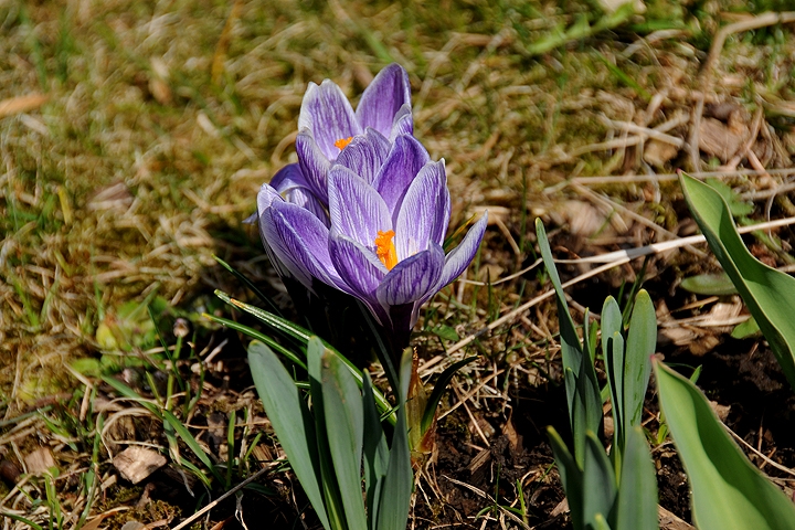 Šafrán jarní (Crocus vernus)