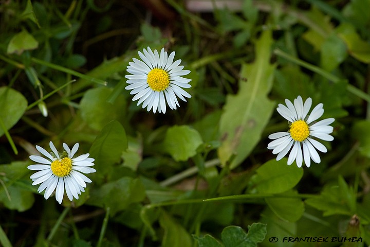  Sedmikráska chudobka (Bellis perennis)