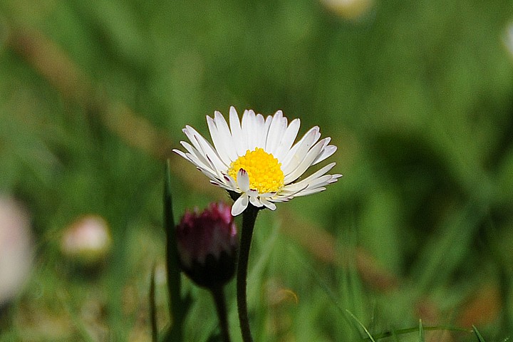  Sedmikráska chudobka (Bellis perennis)