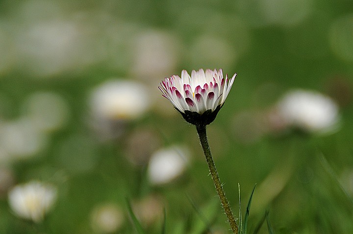  Sedmikráska chudobka (Bellis perennis)