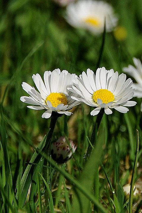  Sedmikráska chudobka (Bellis perennis)