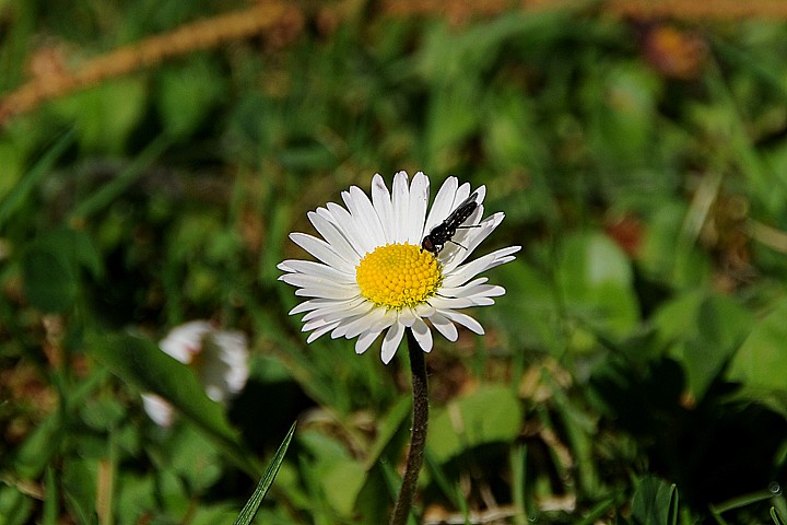  Sedmikráska chudobka (Bellis perennis)