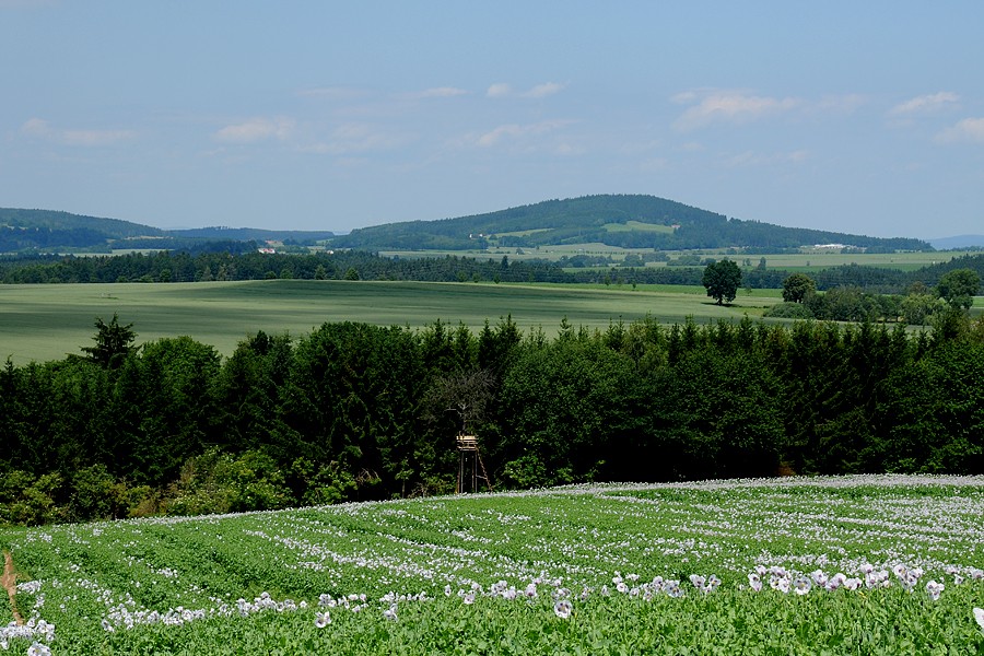 Mák setý (Papaver somniferum)