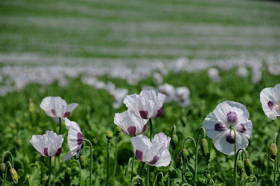 Mák setý (Papaver somniferum)