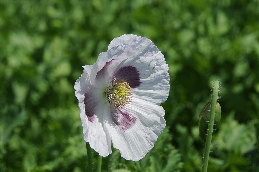 Mák setý (Papaver somniferum)