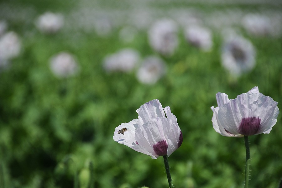 Mák setý (Papaver somniferum)