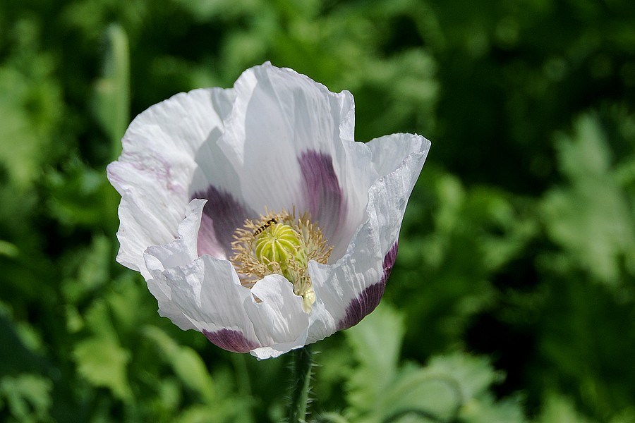 Mák setý (Papaver somniferum)