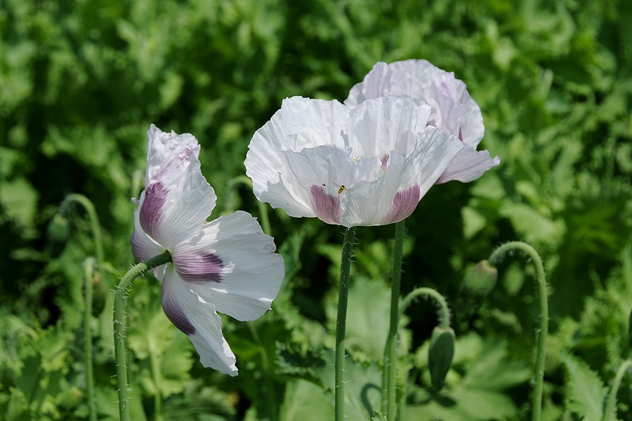 Mák setý (Papaver somniferum)