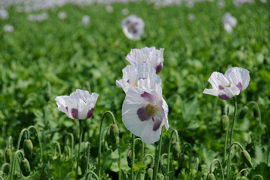 Mák setý (Papaver somniferum)