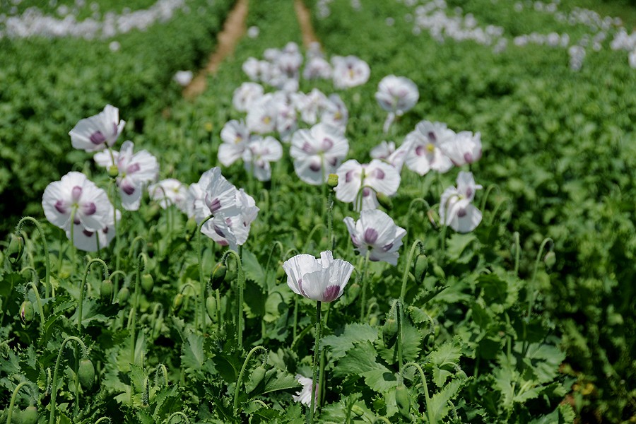 Mák setý (Papaver somniferum)