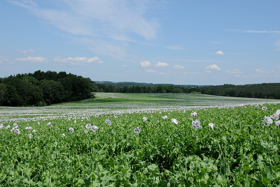 Mák setý (Papaver somniferum)