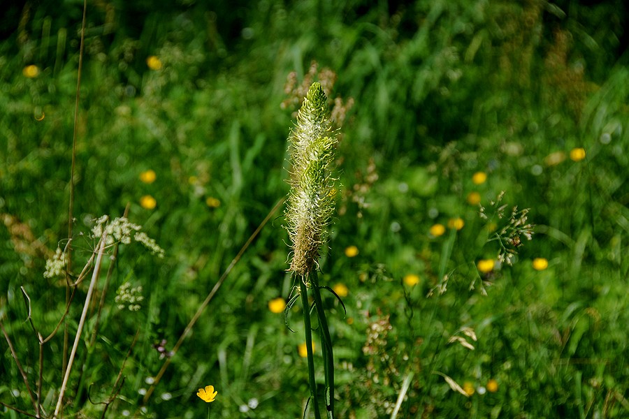 Zvonečník klasnatý (Phyteuma spicatum)